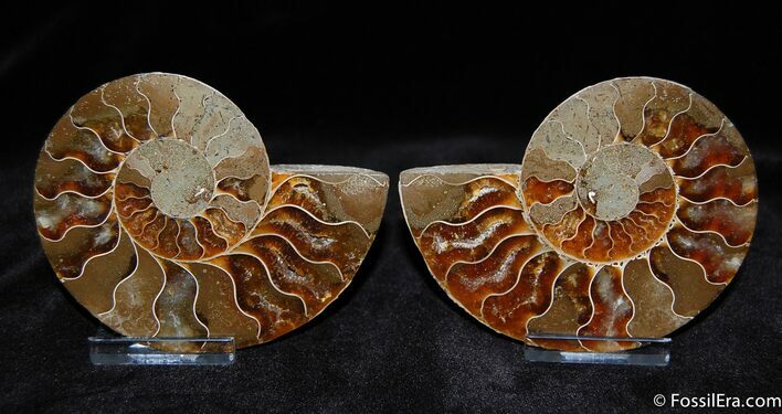 Very nice Inch Split Ammonite Pair #383